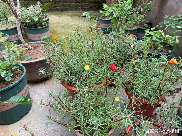 向日葵种植技术要点_向日葵种植技术_向日葵种植技术和种植时间