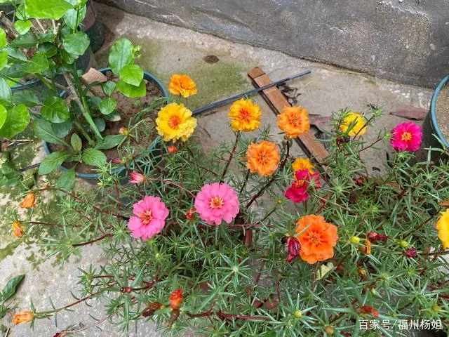 向日葵种植技术和种植时间_向日葵种植技术要点_向日葵种植技术