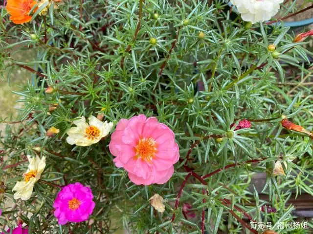 向日葵种植技术_向日葵种植技术和种植时间_向日葵种植技术要点