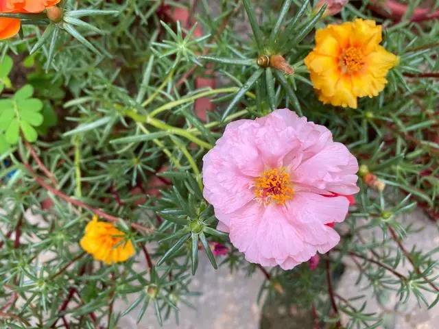 向日葵种植技术和种植时间_向日葵种植技术要点_向日葵种植技术