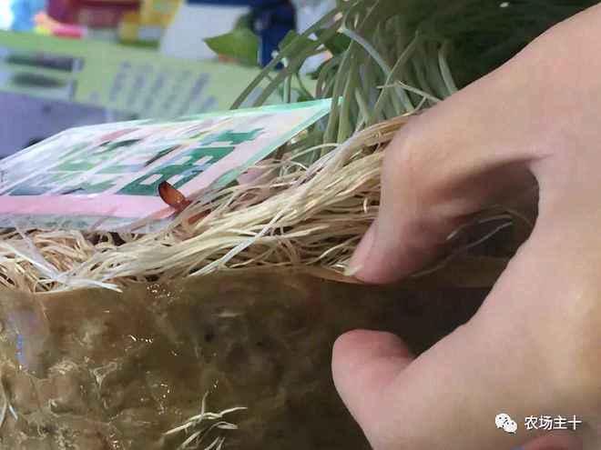 科技苑芽苗菜种植技术_芽苗菜种植技术培训_科技苑芽苗菜种植视频