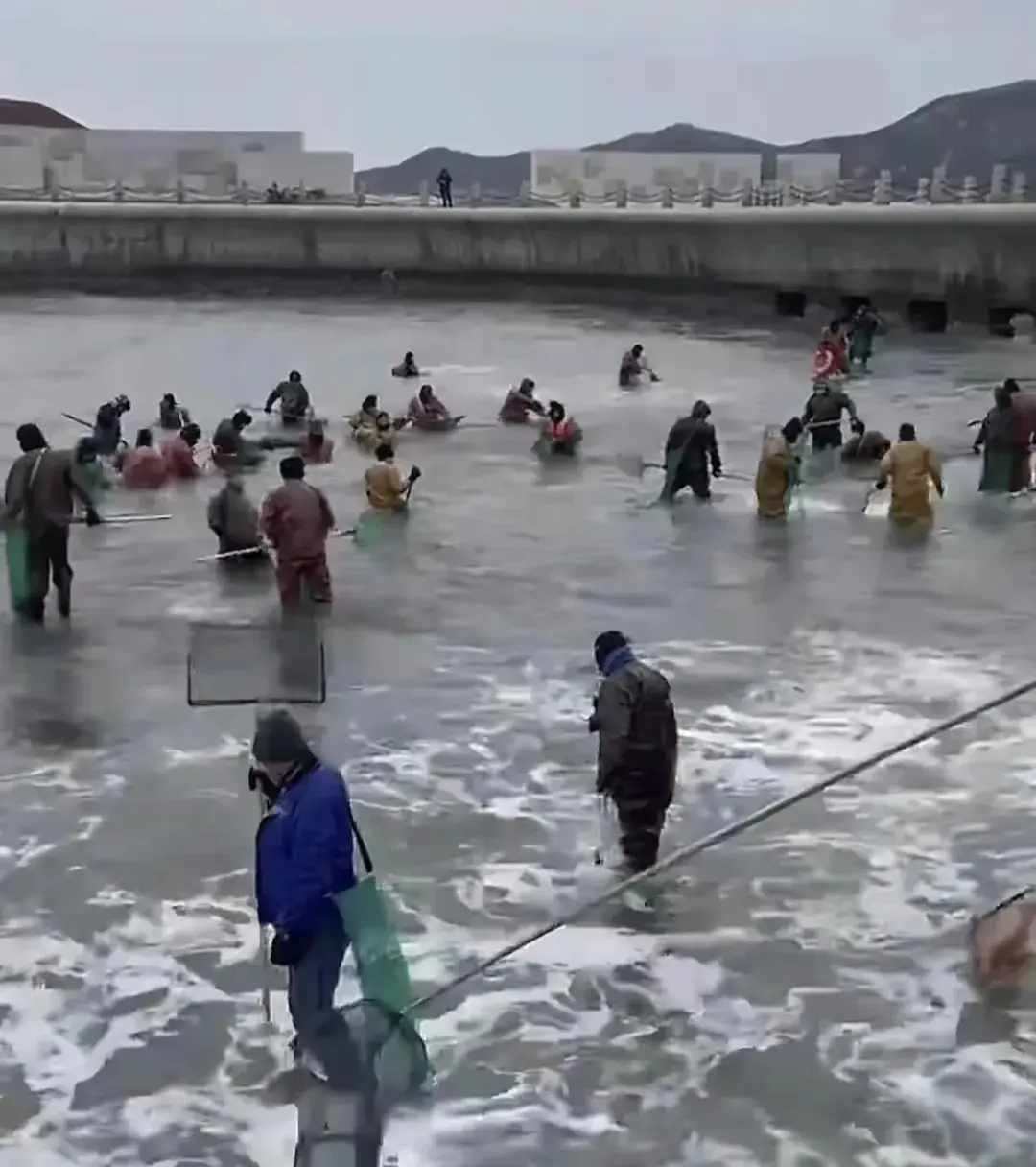 海肠养殖有哪些政策背景_海肠养殖投资与收益_海肠养殖致富