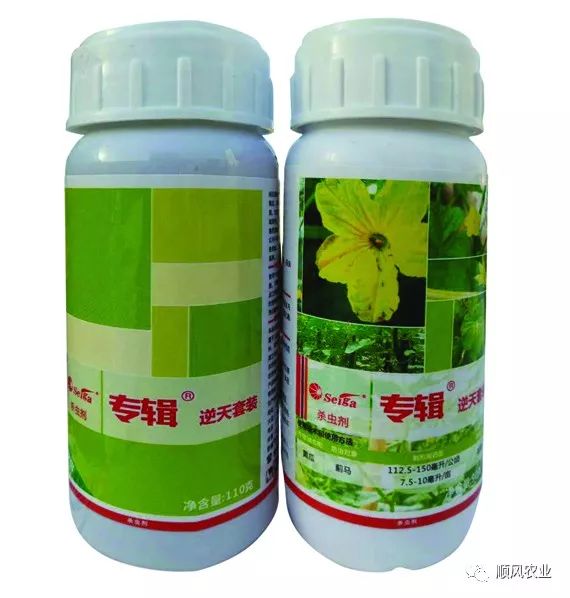黄瓜适宜种植技术吗_黄瓜适宜种植技术_黄瓜种植技术要点