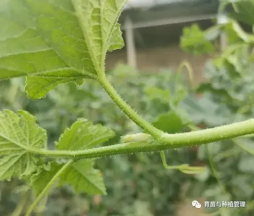 甜香瓜怎么种植_种植甜瓜香瓜技术与管理_香瓜甜瓜的种植技术