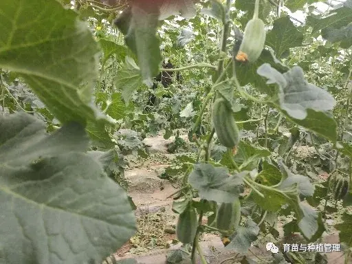 种植甜瓜香瓜技术与管理_甜香瓜怎么种植_香瓜甜瓜的种植技术