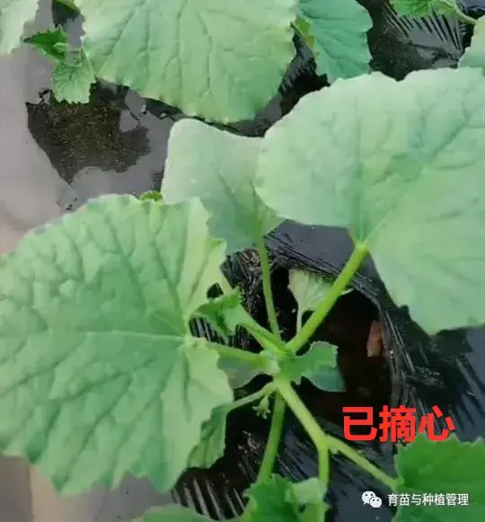 甜香瓜怎么种植_种植甜瓜香瓜技术与管理_香瓜甜瓜的种植技术