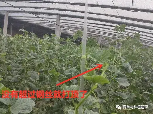 香瓜甜瓜的种植技术_种植甜瓜香瓜技术与管理_甜香瓜怎么种植