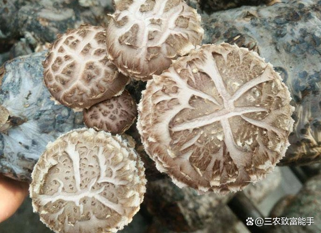 创业种植致富之路_种植致富经_致富经种植业