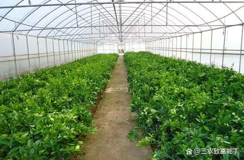 创业种植致富之路_种植致富经_致富经种植业