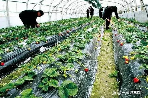 致富经种植业_种植致富经_创业种植致富之路