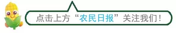 花生种植如何致富_花生种植效益_花生致富种植视频