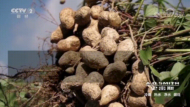 花生种植如何致富_花生种植赚钱吗_花生致富种植方法