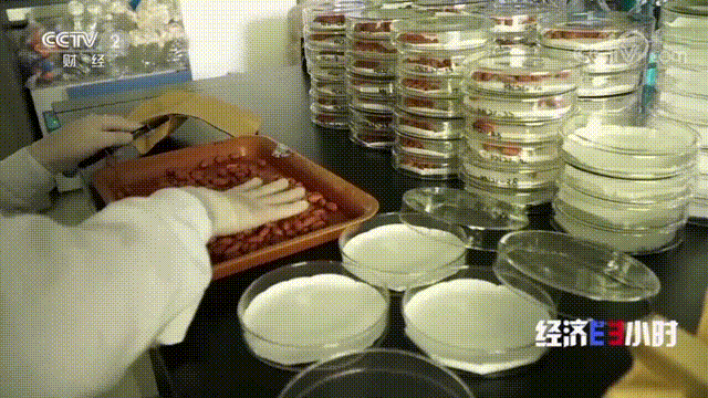 花生致富种植方法_花生种植如何致富_花生种植赚钱吗
