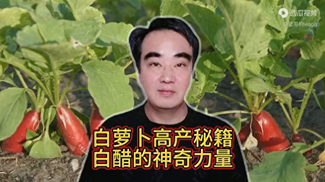 白萝卜高产秘籍，白醋的神奇力量，让你轻松实现增产防虫！