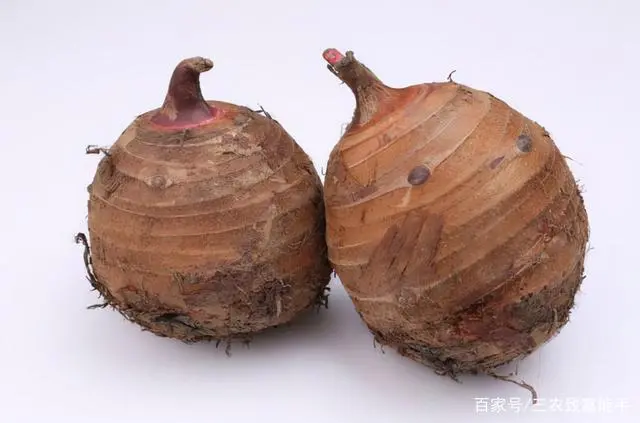 致富之路视频_创业种植致富之路_种植致富经