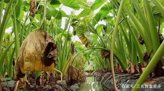 致富之路视频_创业种植致富之路_种植致富经