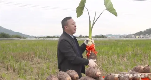 种植致富经_创业种植致富之路_致富之路视频