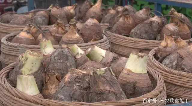 创业种植致富之路_种植致富经_致富之路视频
