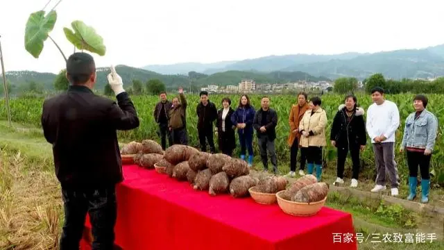致富之路视频_种植致富经_创业种植致富之路