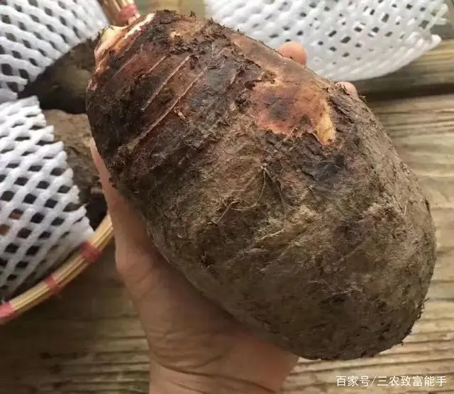 创业种植致富之路_种植致富经_致富之路视频