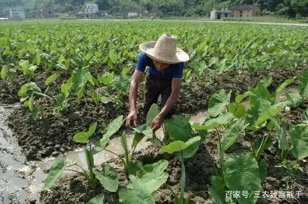 创业种植致富之路_致富之路视频_种植致富经