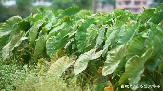 种植致富经_致富之路视频_创业种植致富之路