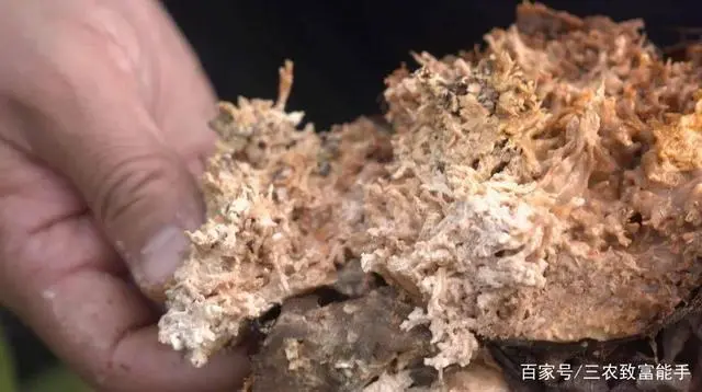 种植致富经_创业种植致富之路_致富之路视频