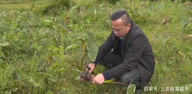 创业种植致富之路_种植致富经_致富之路视频