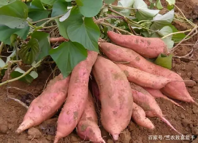 带村民养殖致富_致富养殖村民带来的影响_致富养殖村民带来的收益