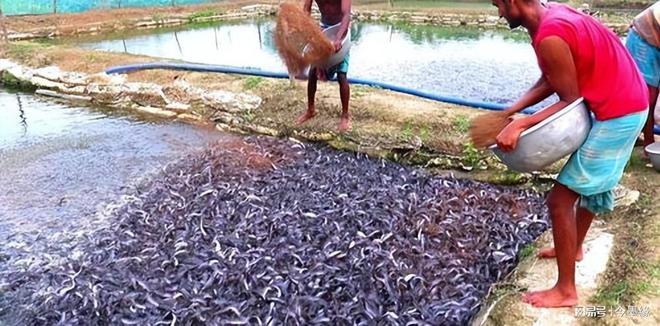 养殖鲶鱼视频_二须土鲶鱼养殖技术_鲶鱼养殖注意事项