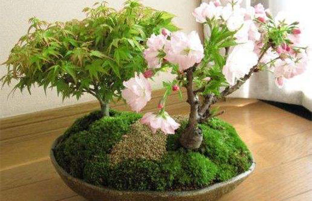 樱花13.jpg