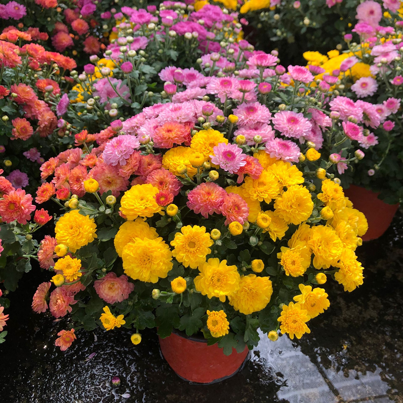 北方种植什么致富_北方种植项目_北方种植什么赚钱