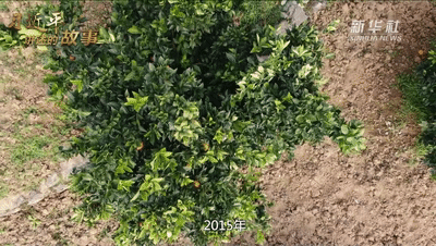 养殖致富路有哪些项目_养殖致富引路人_致富路上的特色养殖业