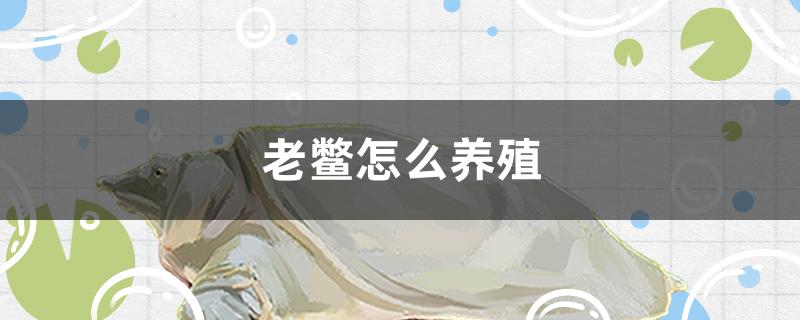 老鳖怎么养殖