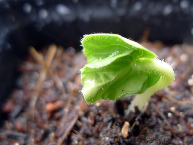 黄秋葵种植视频_山东黄秋葵种植技术_山东秋葵种植基地