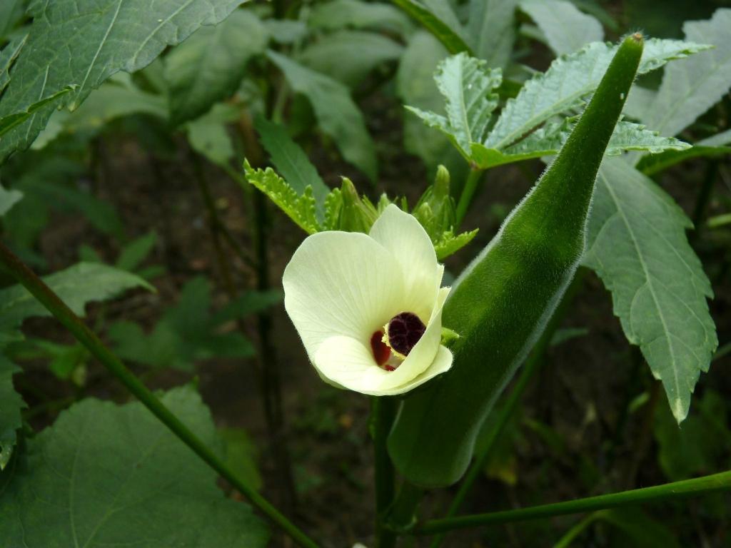 黄秋葵种植视频_山东黄秋葵种植技术_山东秋葵种植基地