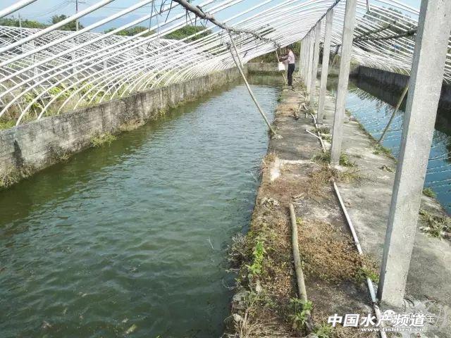 废旧蛙棚合理利用，不妨试试养殖塘鲺