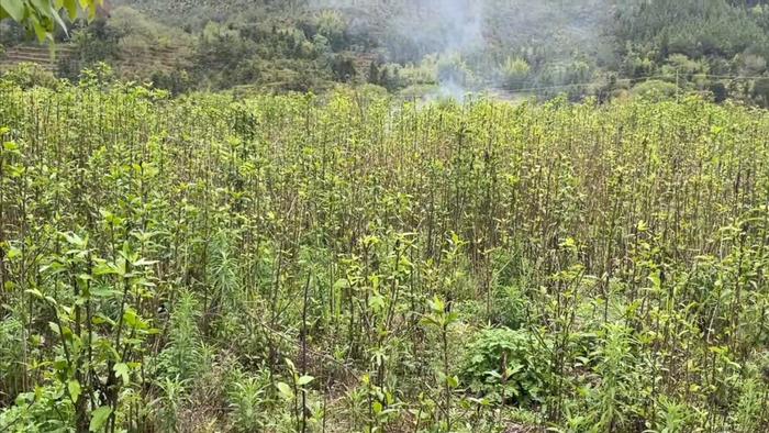毛桃苗多少钱一颗啊_大毛桃种植致富_毛桃产量亩产多少