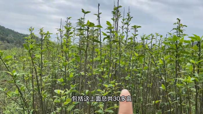 毛桃产量亩产多少_大毛桃种植致富_毛桃苗多少钱一颗啊