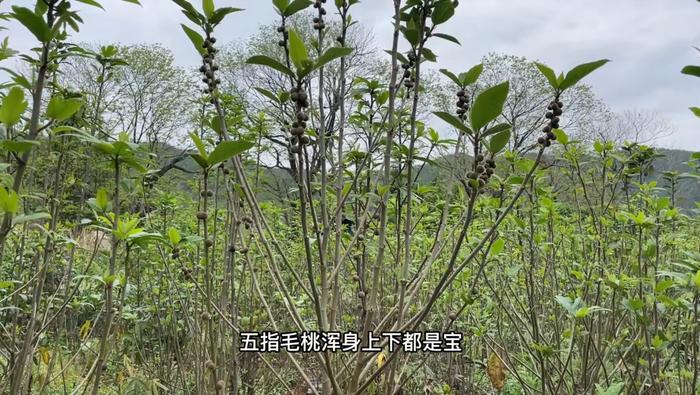 毛桃苗多少钱一颗啊_毛桃产量亩产多少_大毛桃种植致富