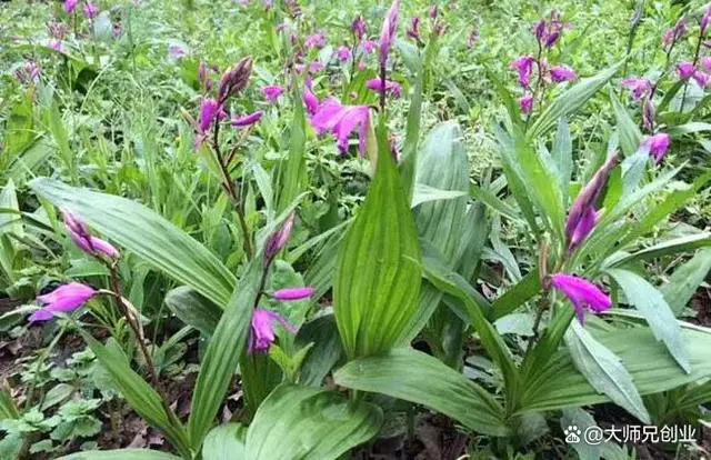 致富种植白芨图片_致富种植白芨视频_种植 白芨 致富