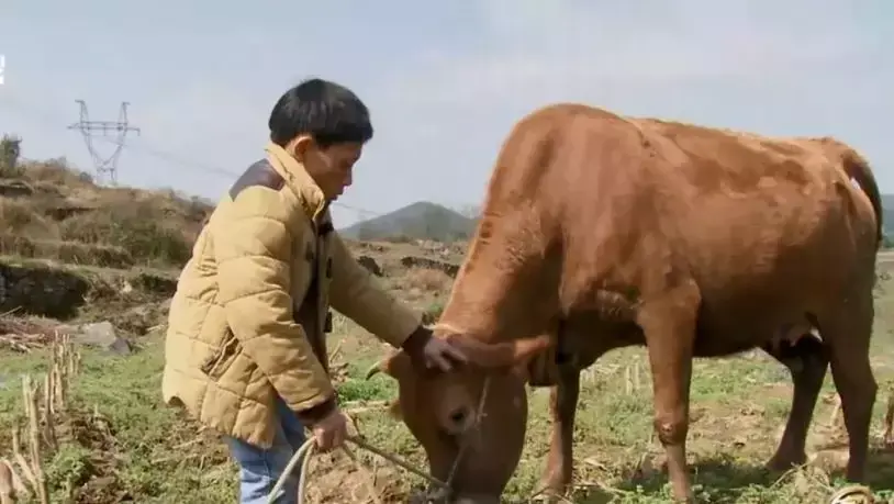 看他养牛真是爽！这样挣钱无愧于心、无愧于牛