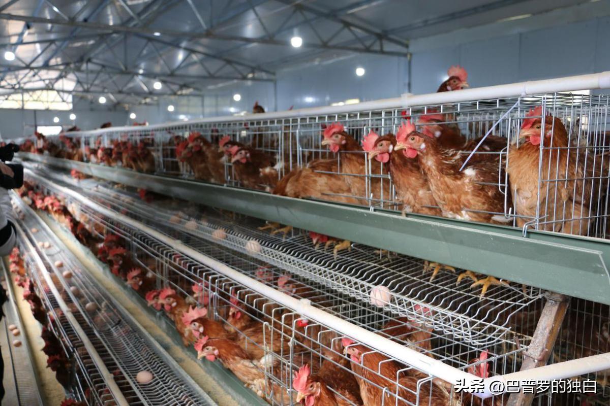 致富网养殖业_农视网致富经养殖_致富养殖信息
