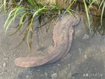 蛙类养殖技术_养蛙水质有什么要求_水蛙养殖技术