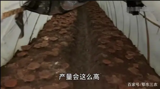 种植白芨致富项目_致富种植白芨视频_种植 白芨 致富