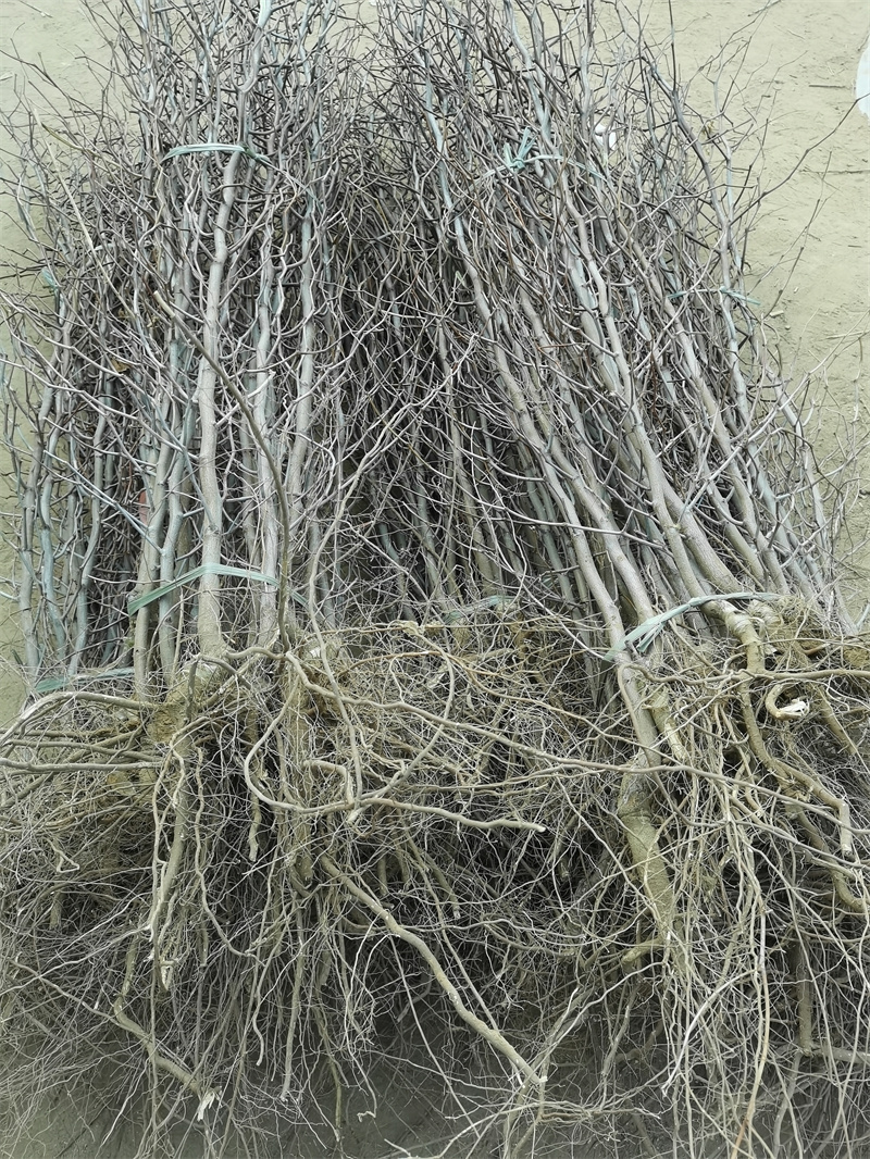枣树种植技术_冬枣树苗种植基地