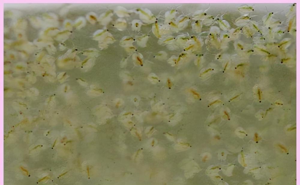 水蚤的人工养殖_水蚤养殖技术_水蚤养殖技术视频