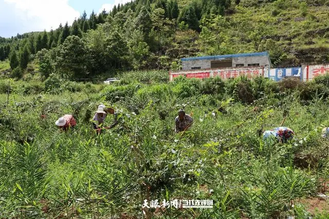 兴仁：“连翘+”生姜种植 以短养长助农增收