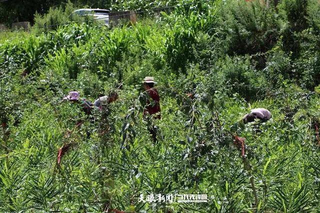 新闻致富种植连翘是真的吗_连翘种植骗局_连翘种植致富新闻