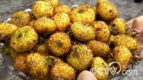 致富节目近期有哪些_致富经节目单_致富经近期节目